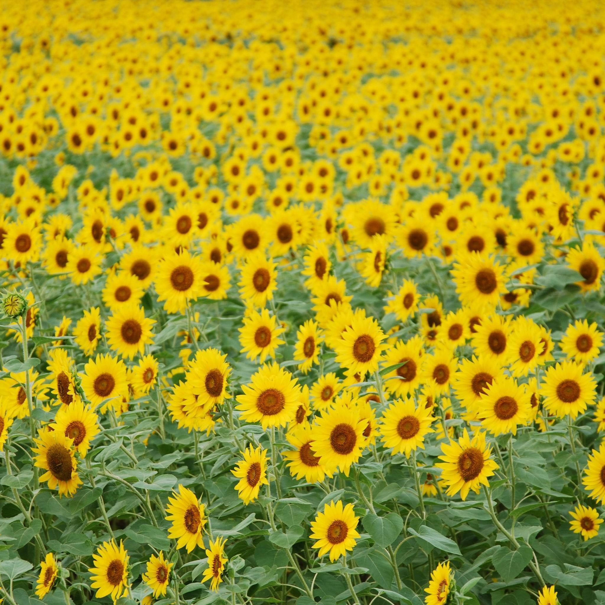 Sunflower, Flower Garden, Yellow Flower, Japan / HD iPad Wallpaper