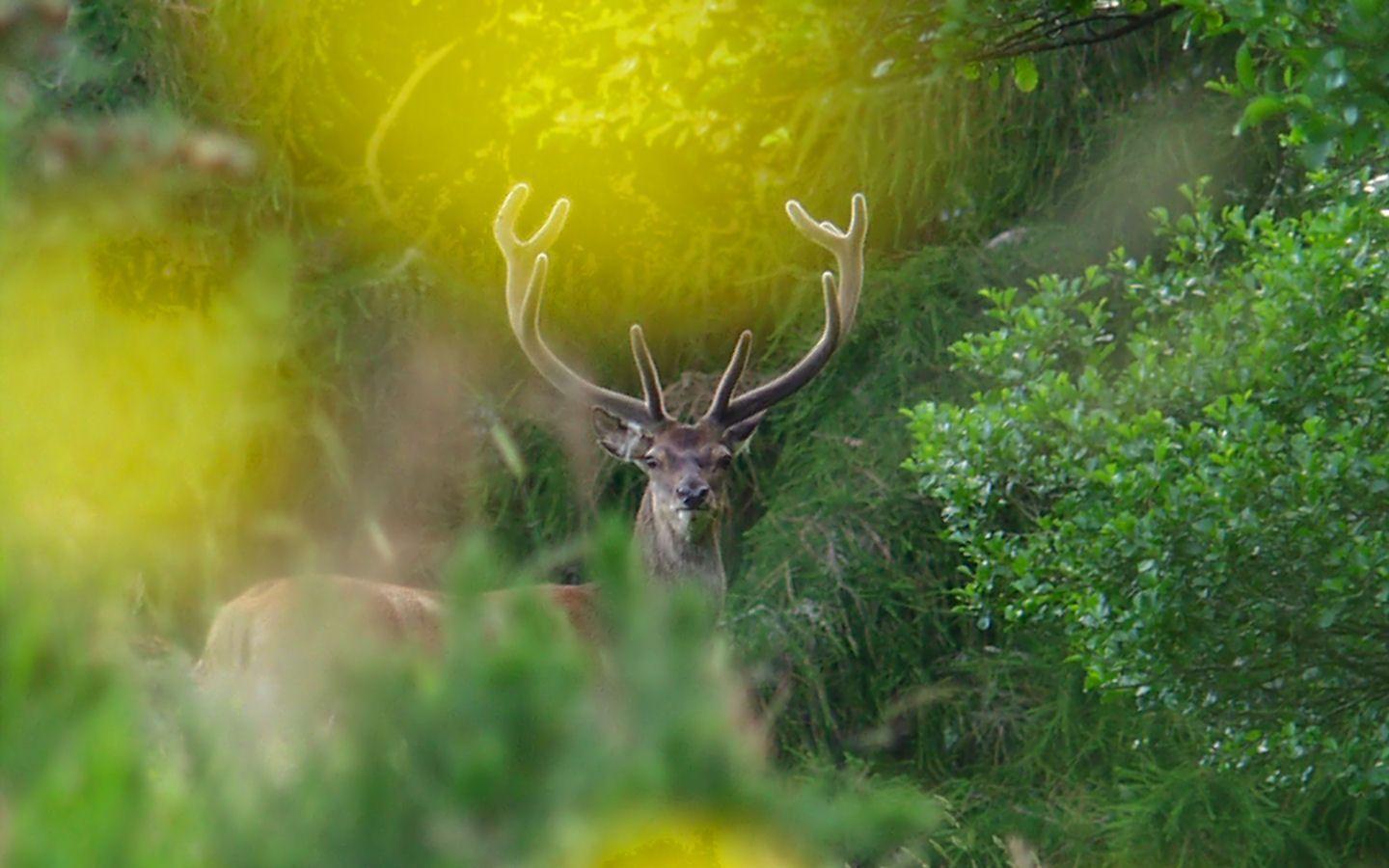 Ron Bury&;s Wildlife: Free Screen background