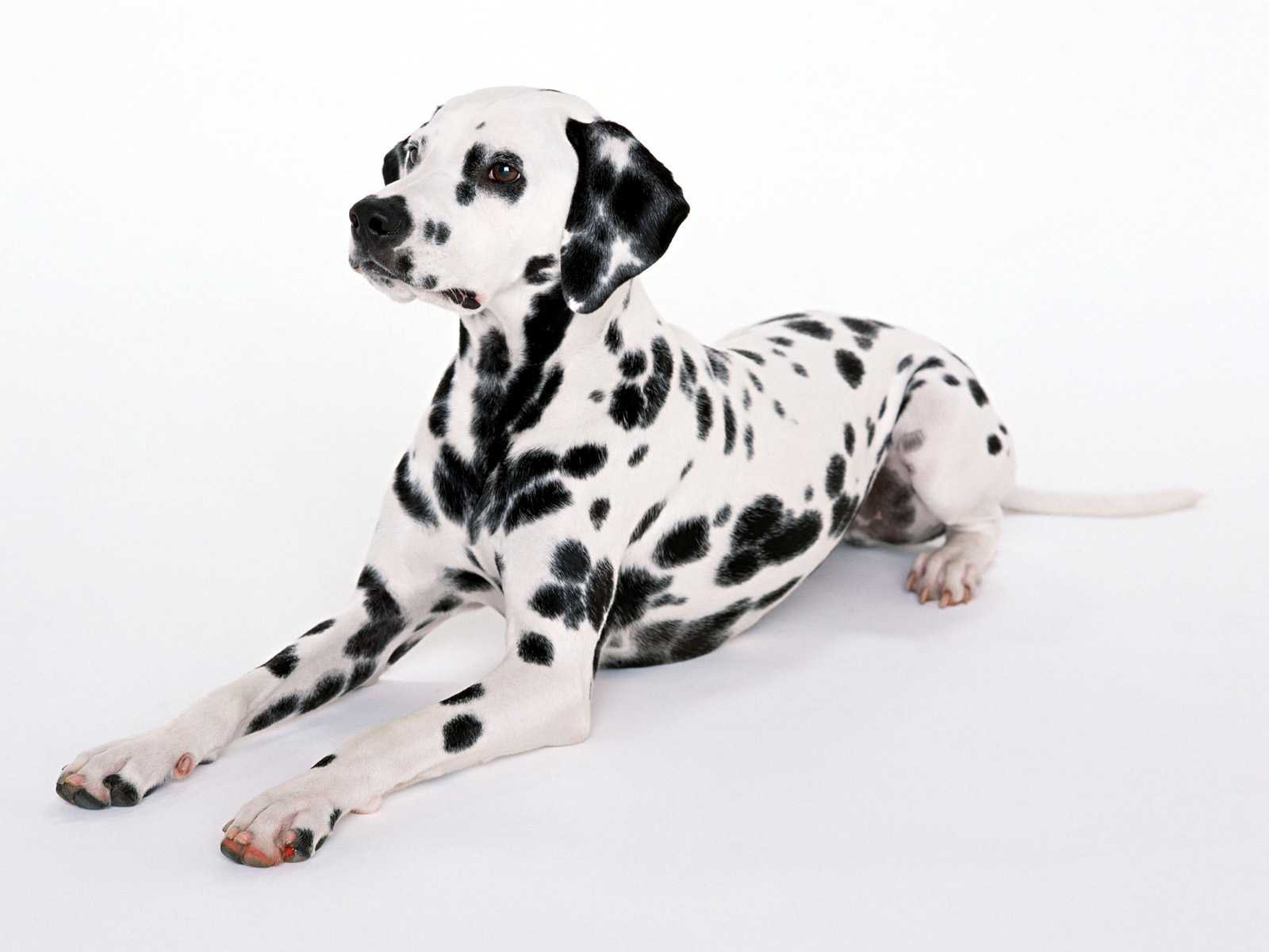 Dalmatian Dog Personality, Appearances, History and Picture