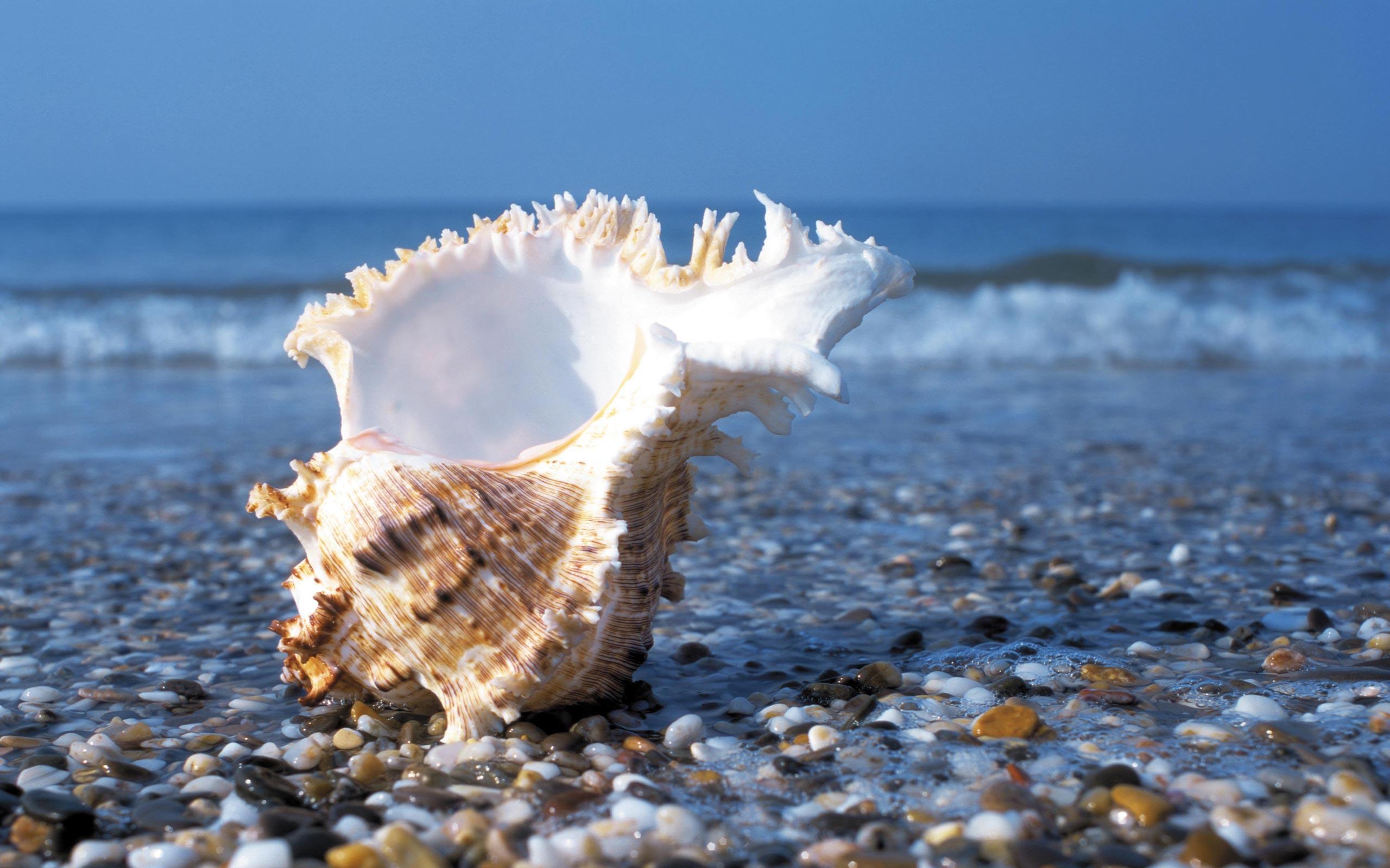 Sea Shells HD Desktop Wallpaper