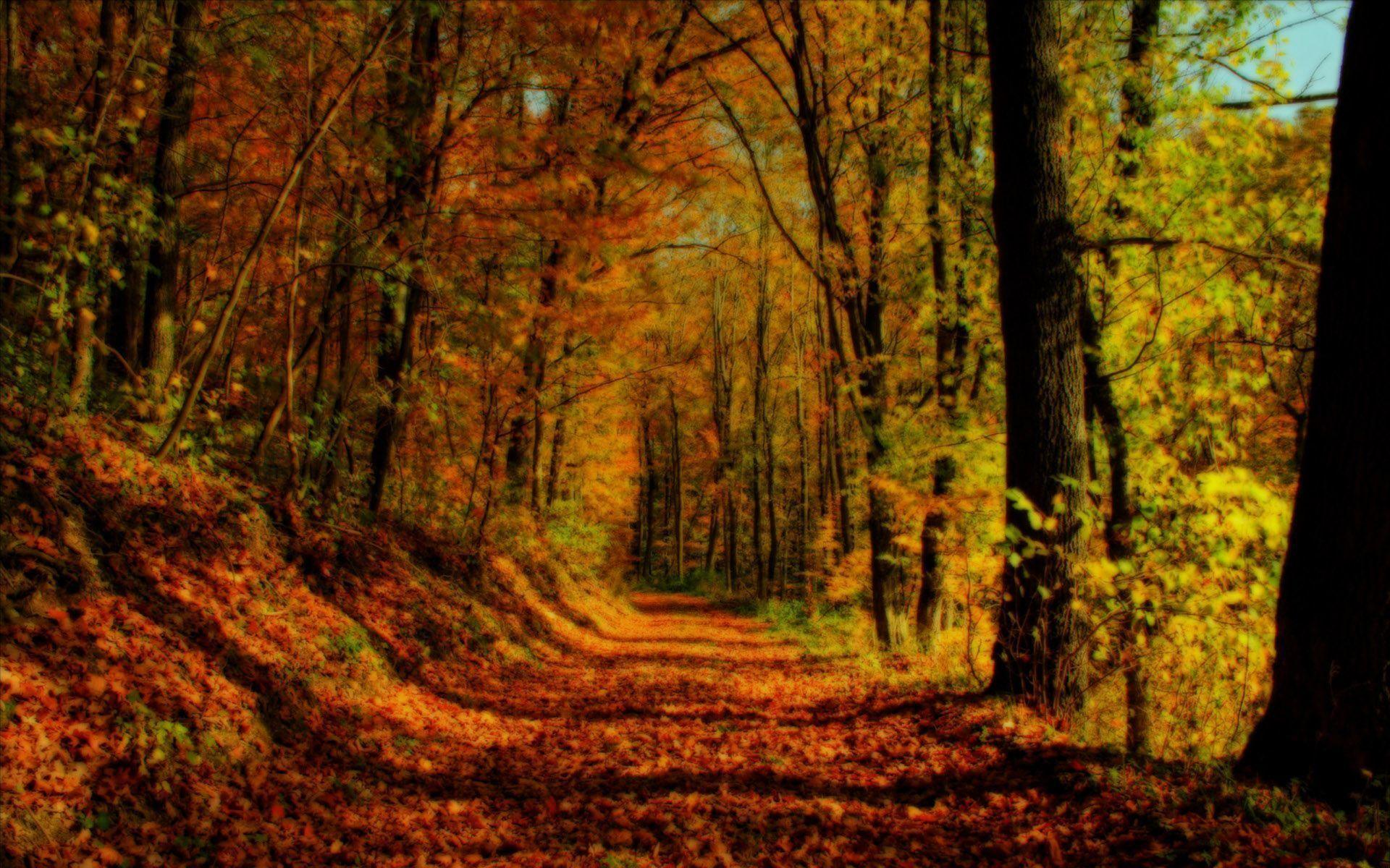 Fall Forest Background, wallpaper, Fall Forest Background HD
