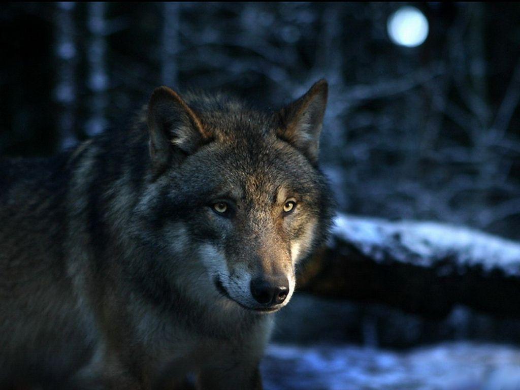 Wallpaper For > Real Wolf Wallpaper