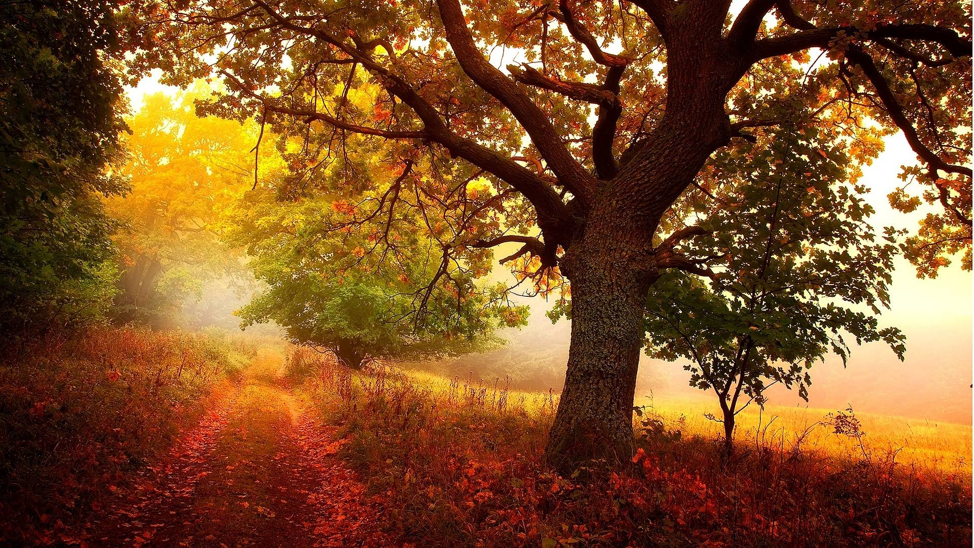 Nature in Autumn Wallpaper