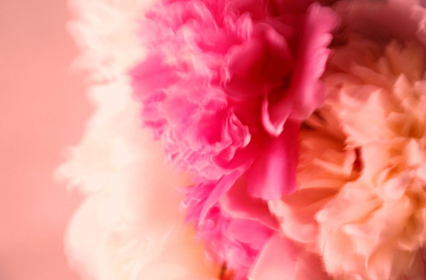 Peonies Wallpapers - Wallpaper Cave