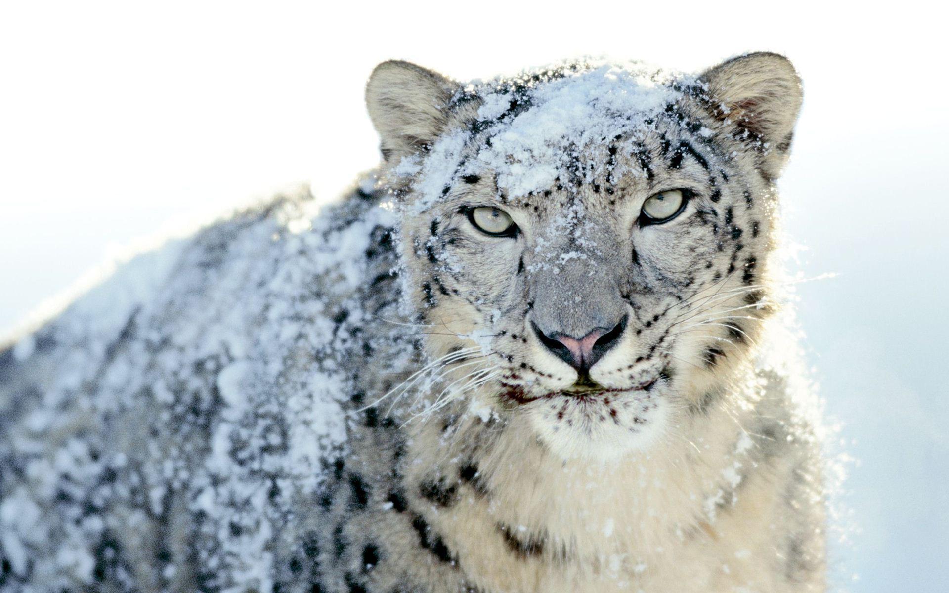 White Leopards HD Wallpaper. Snow Leopard Picture