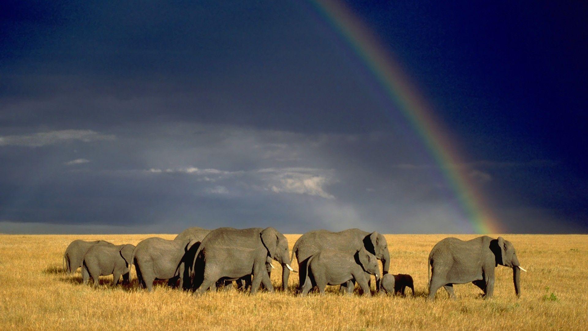 Elephant Family Walking Rainbow Background