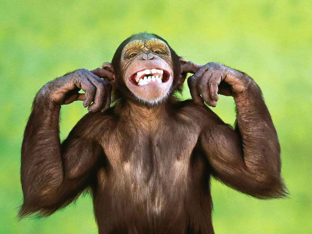 Funny Monkeys Wallpaper & Picture Free Download