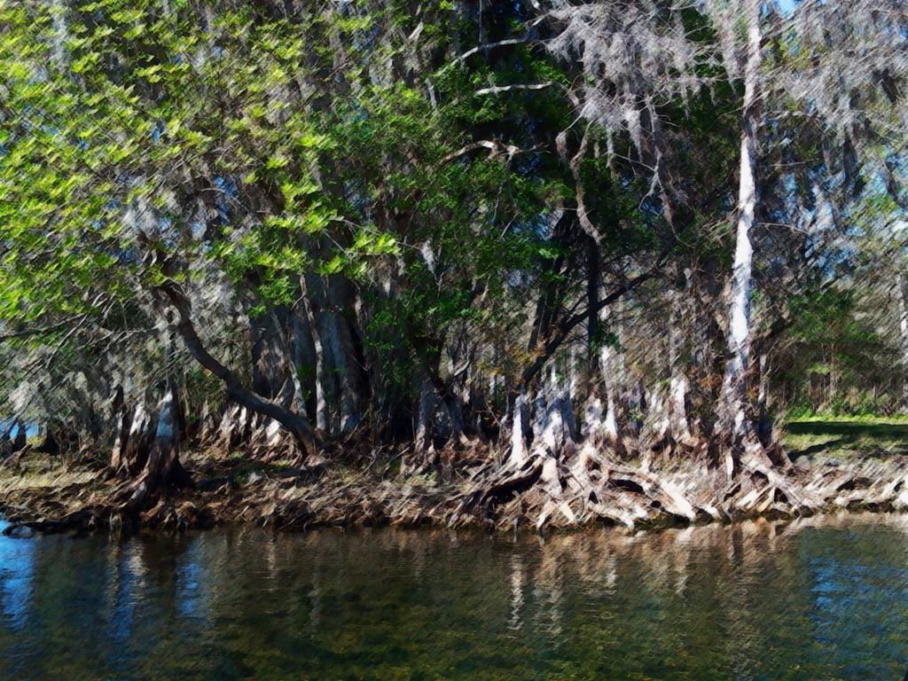 Wetland Swamp Background 2