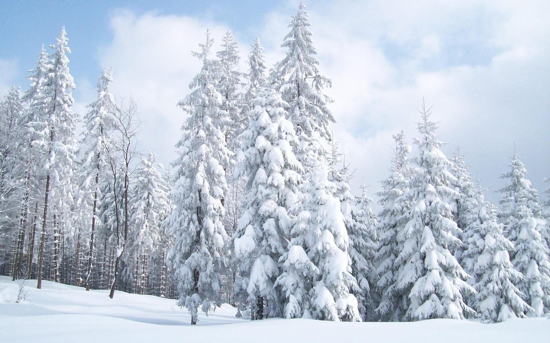 Snow Covered Fir Trees