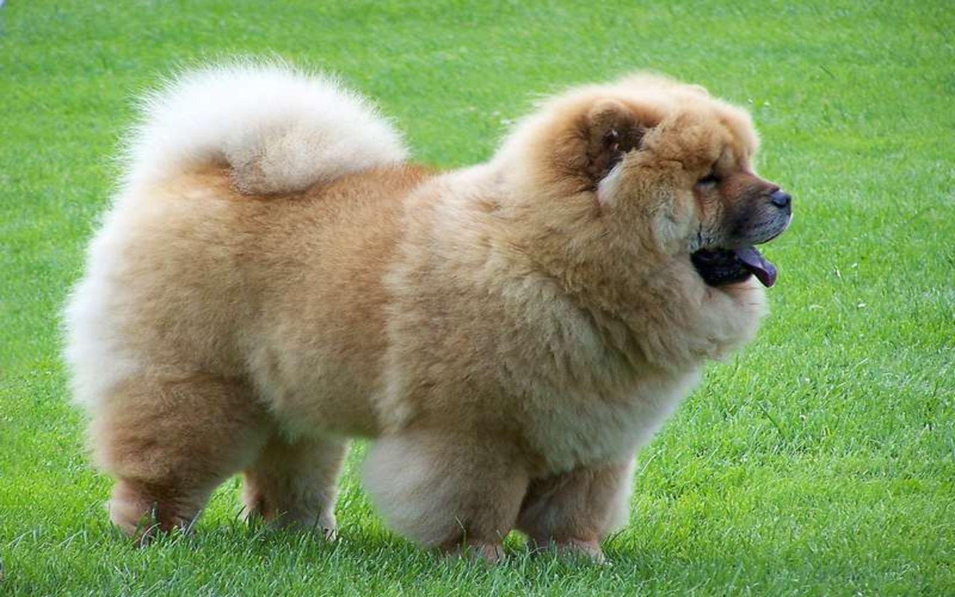 Chow chow on free picture