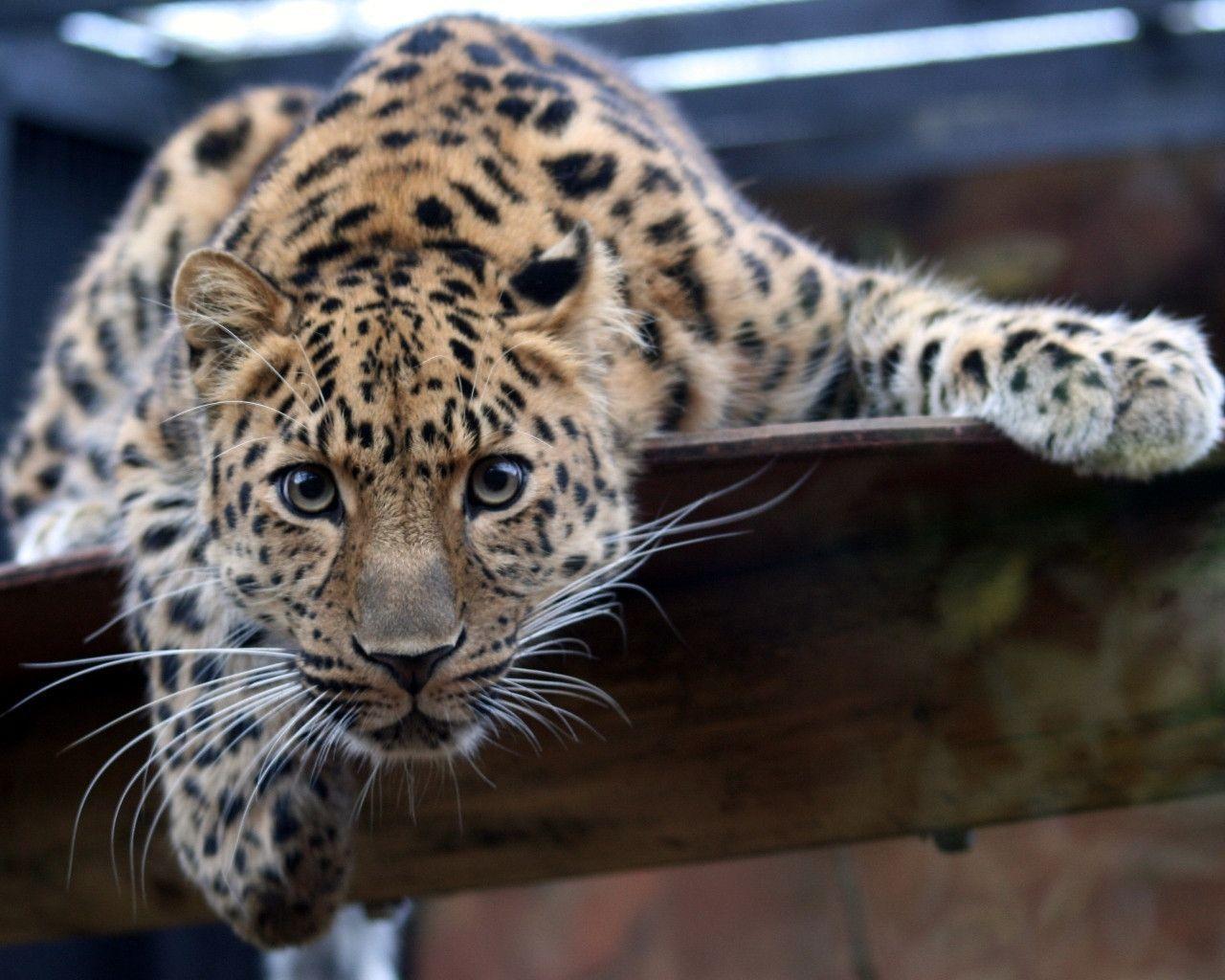 Beautiful Big Cat Leopard widescreen wallpaper. Wide