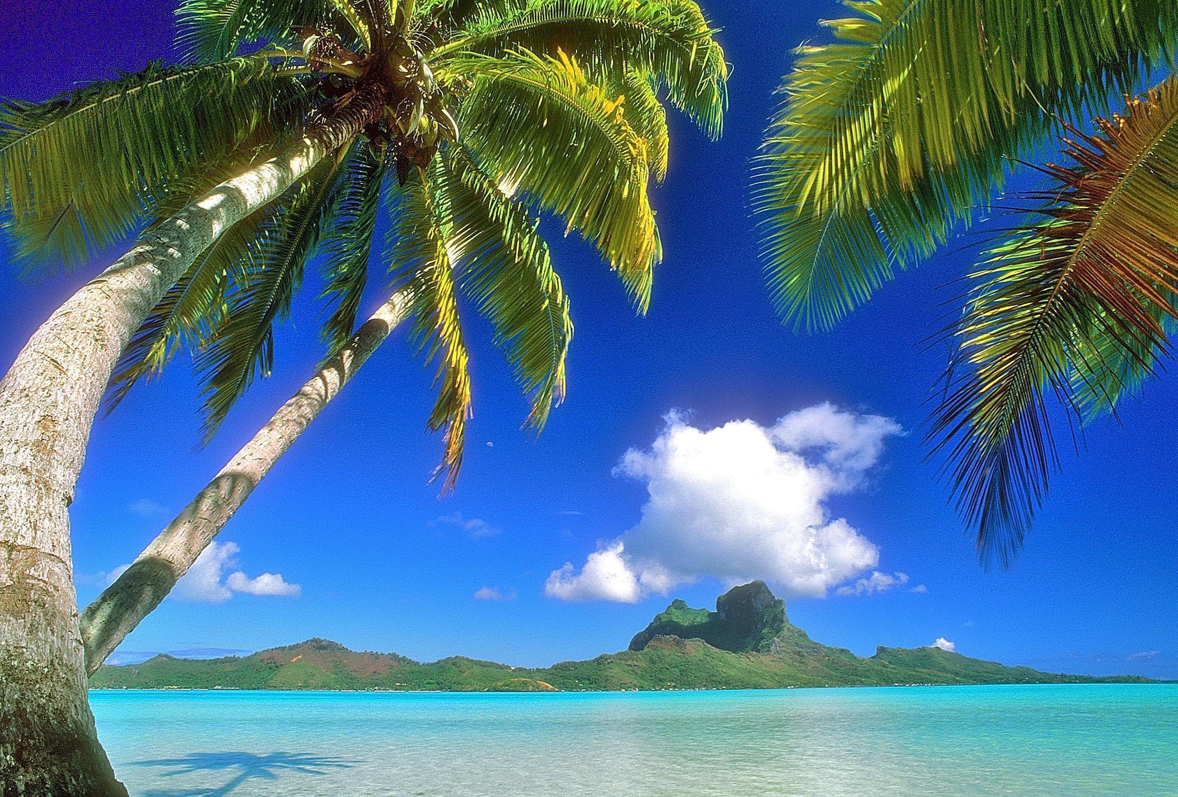 Hawaiian Background For Green Screen