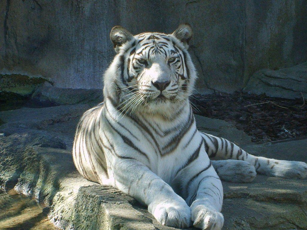 White Bengal Tiger Wallpaper. Cats Wallpaper HD