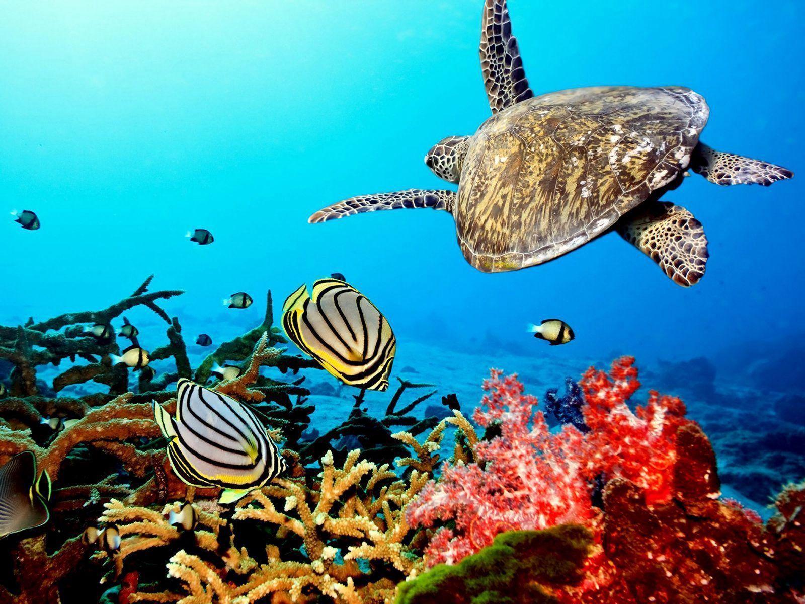 coral reef with sea turtle. HD Background Wallpaper