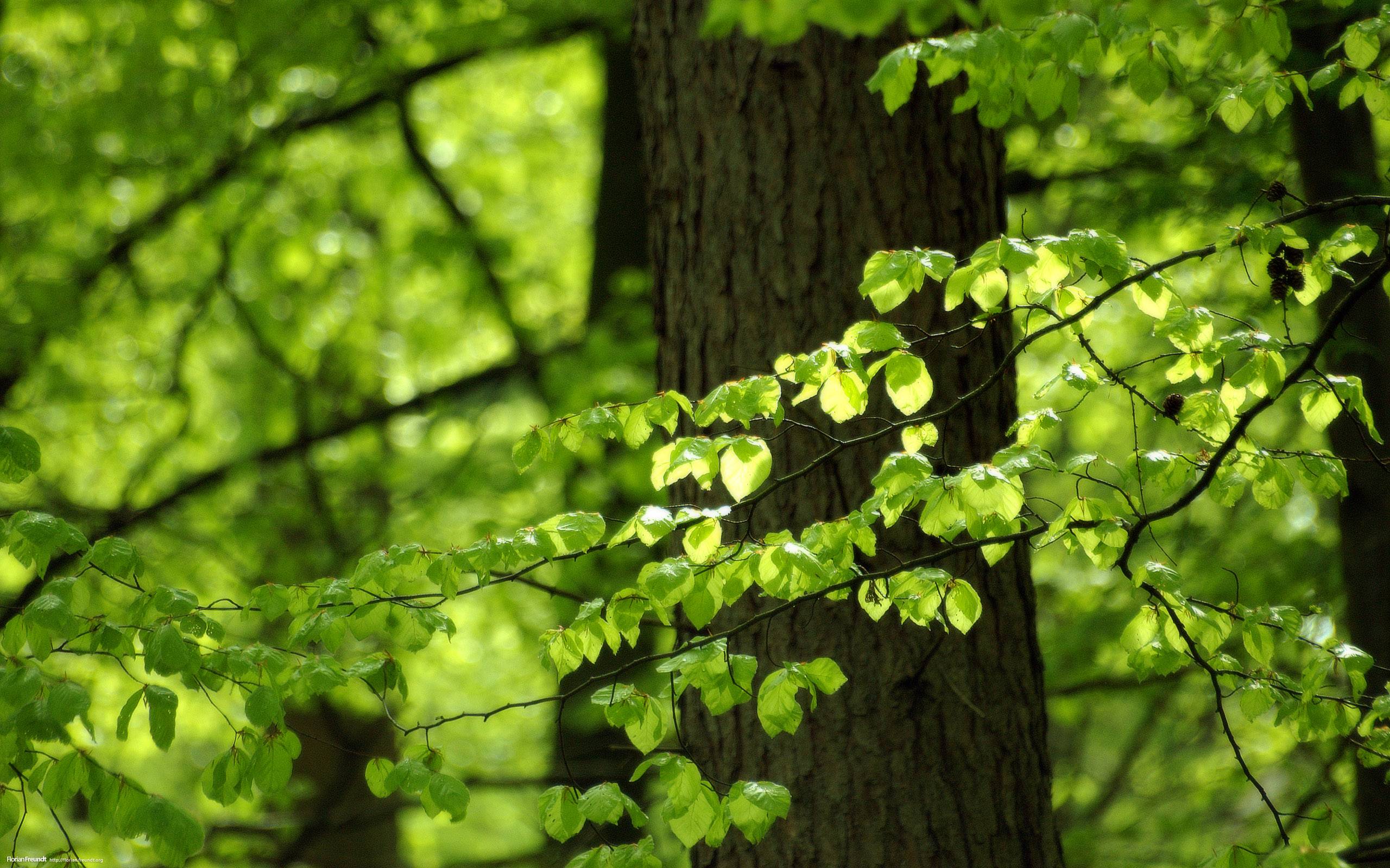 Green Leaves Wallpapers - Wallpaper Cave