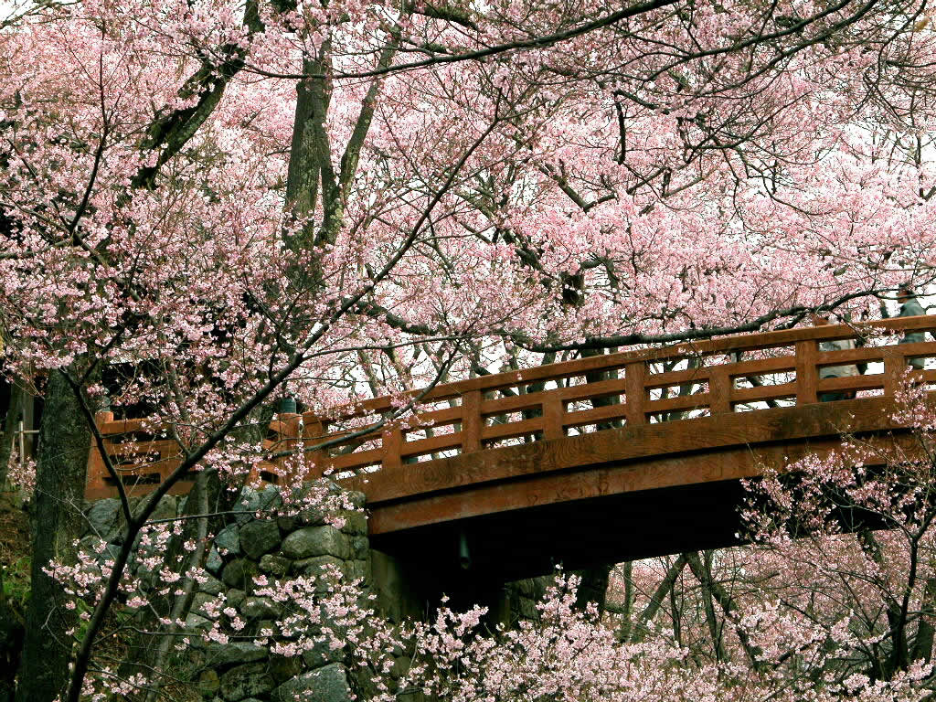 Cherry Blossom Wallpaper Blossom Wallpaper 25312463