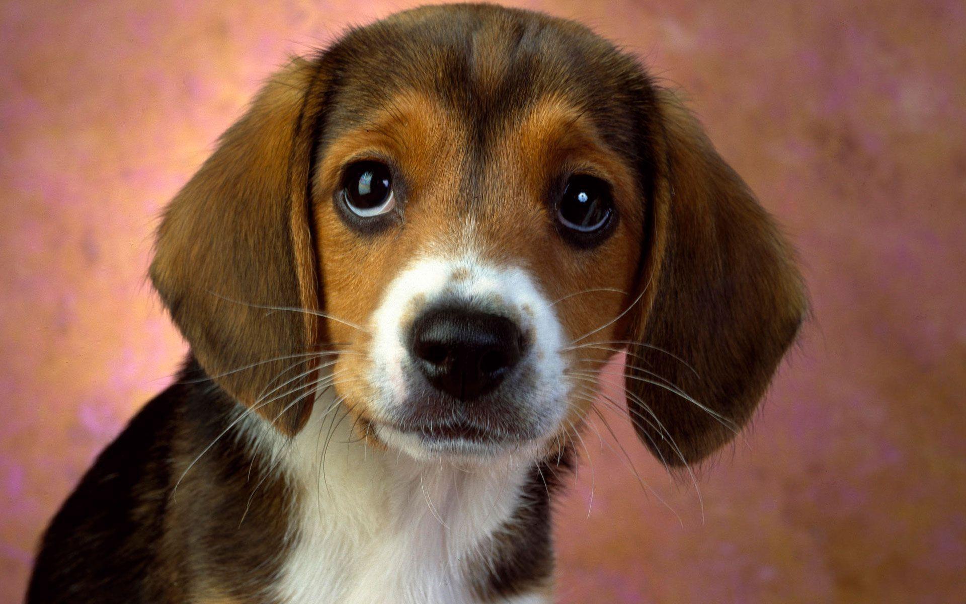 Puppy Eyes Beagle Wallpaper