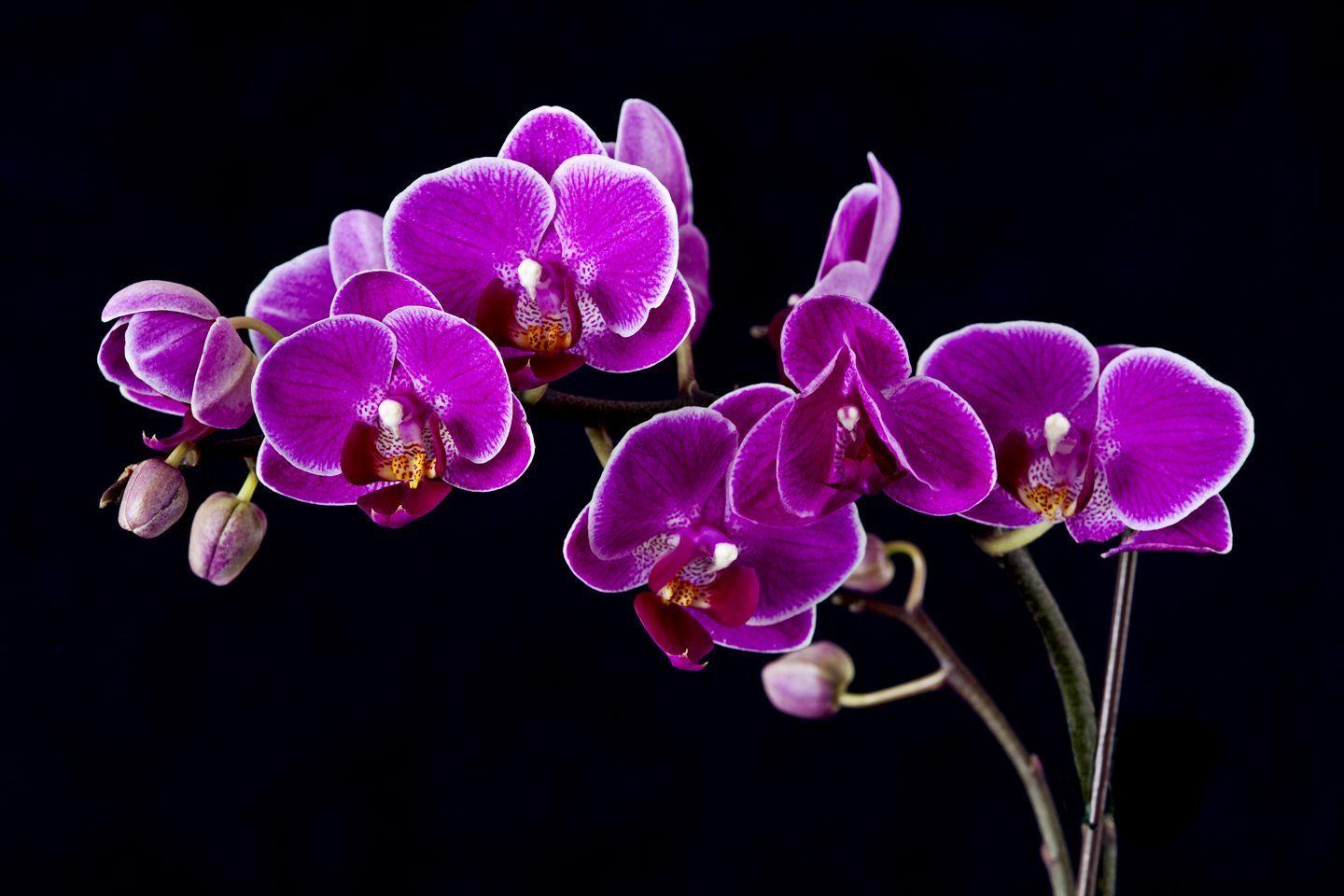 How To Care For Orchids Flower