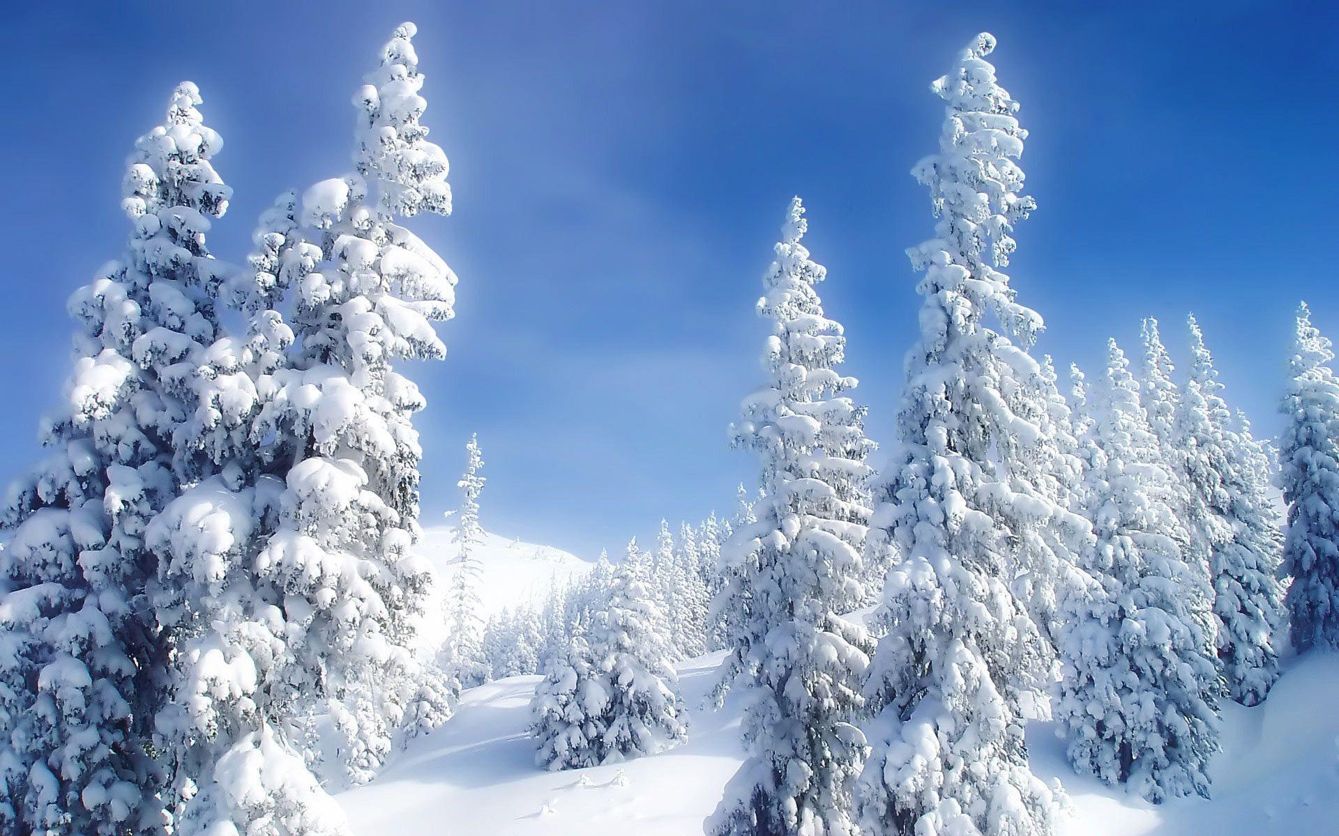Snowy Trees Free Desktop Natural Wallpaper 1920×1080 Free
