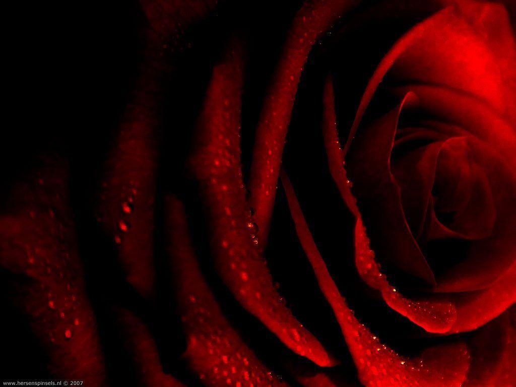 deep red rose wallpaper Search Engine