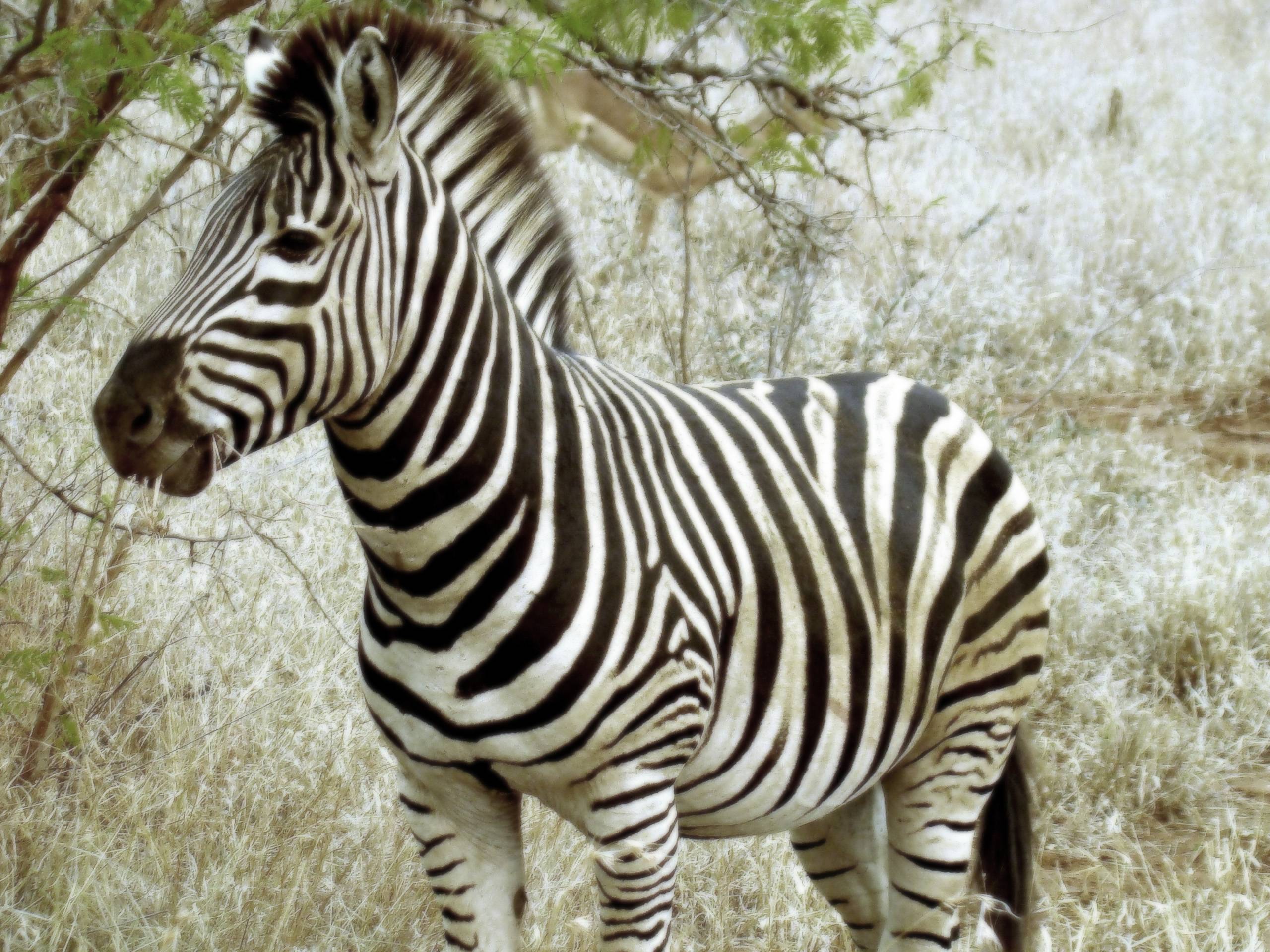 Zebra HD Desktop Wallpaper. Animal Zebra Widescreen Wallpaper