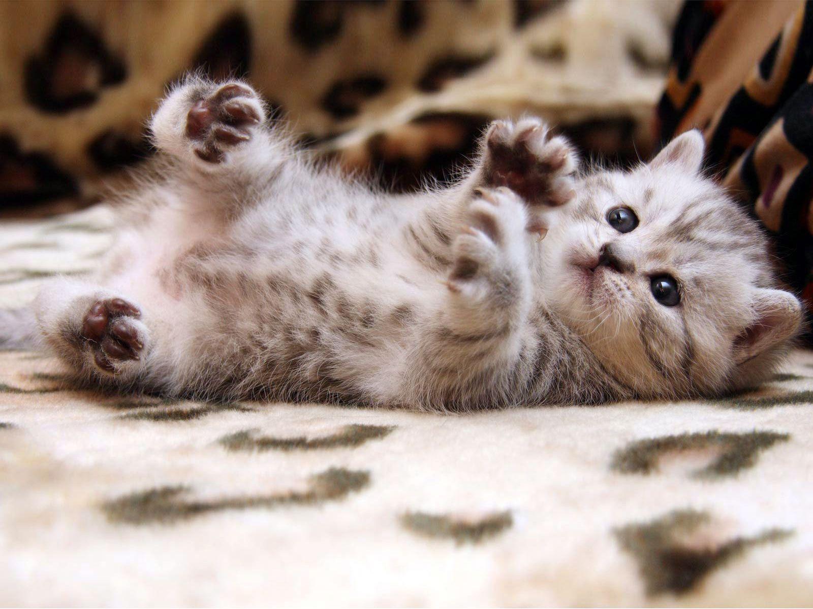 Baby Cute Cat Wallpaper. Free Download Wallpaper