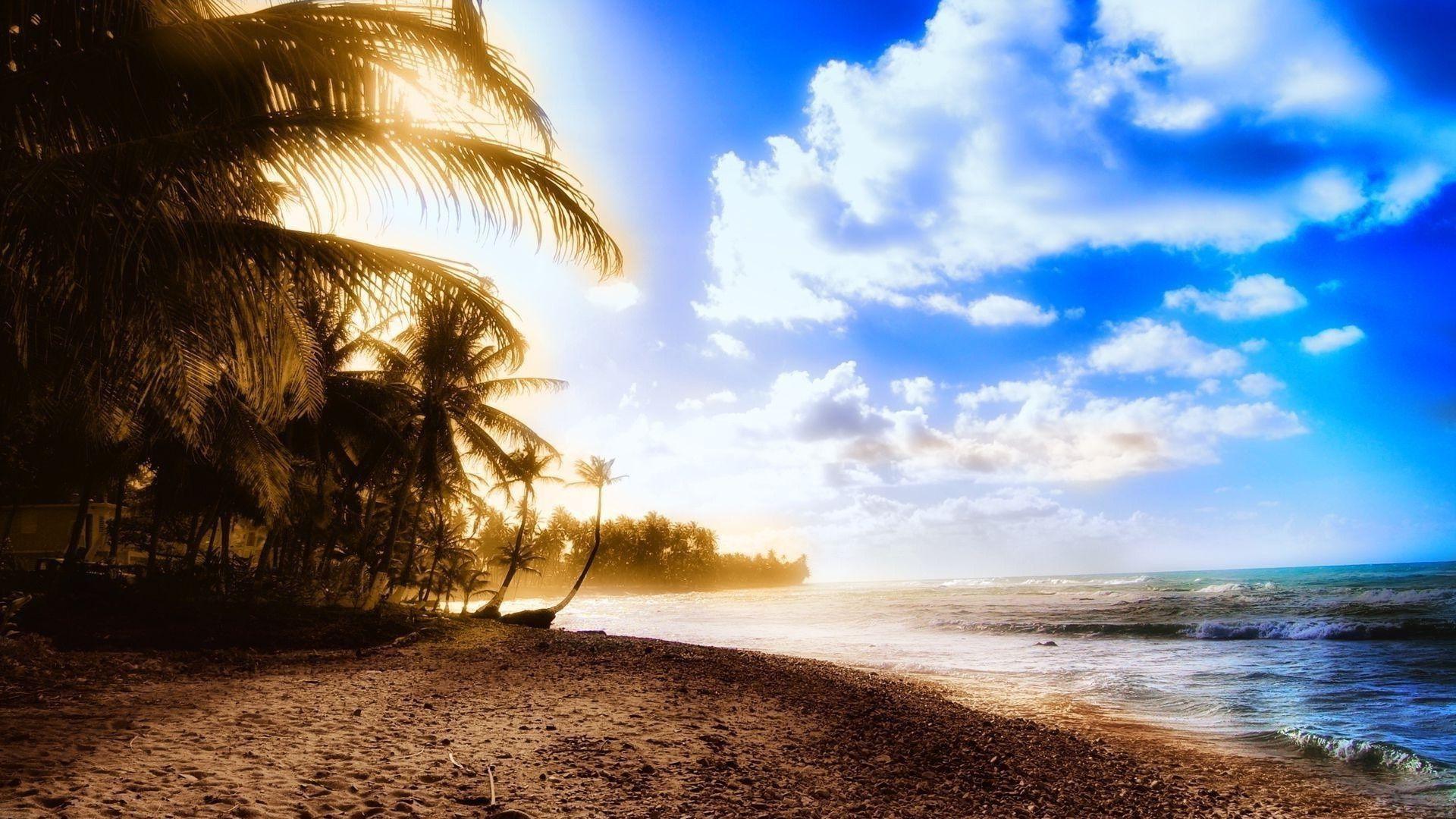 Beach summer palms Wallpaper