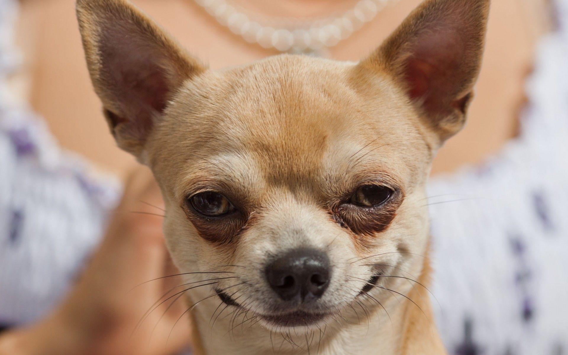 Puppies Chihuahua Download Wallpaper Desktop, Widescreen