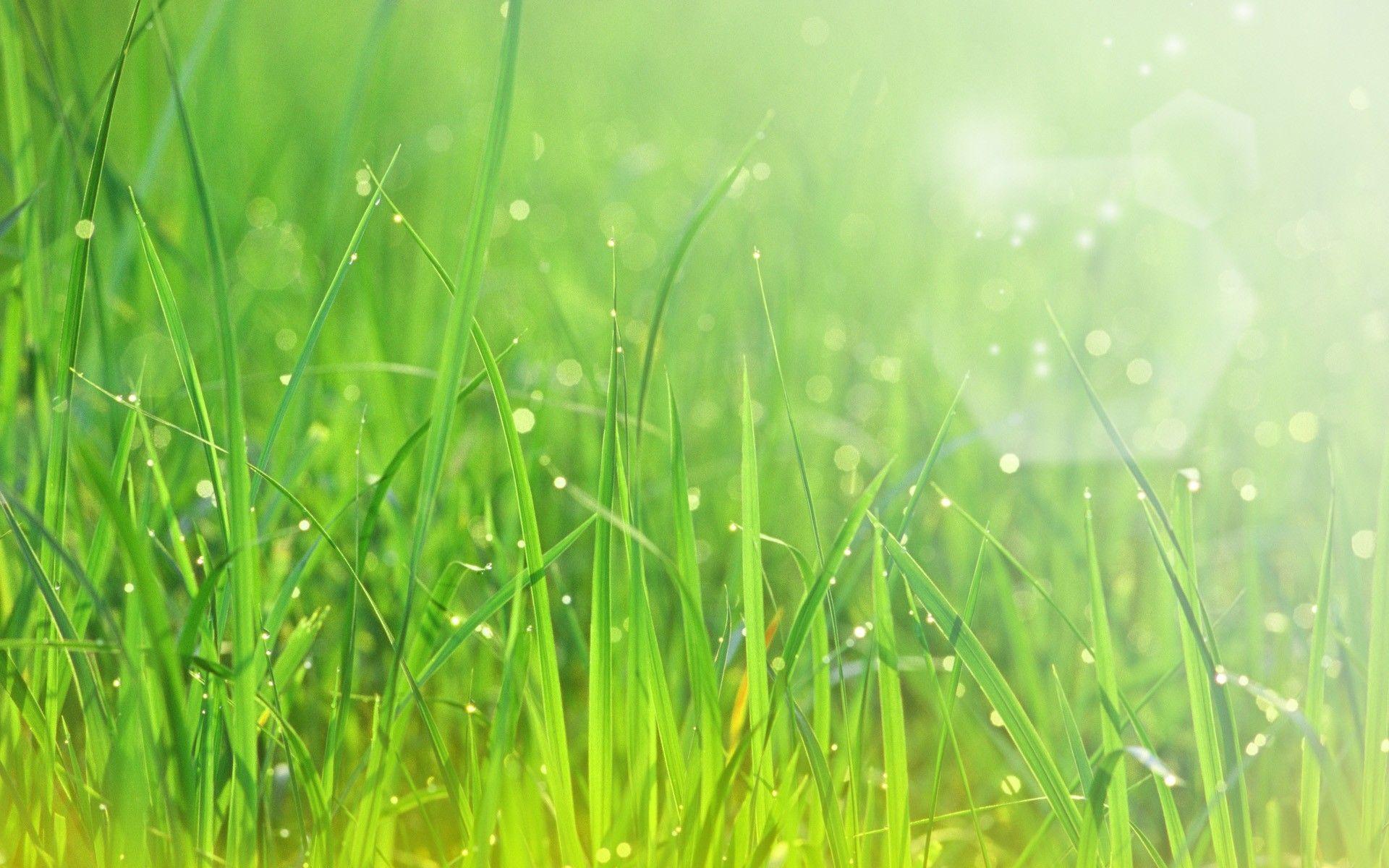 Wallpaper For > Green Grass Background HD
