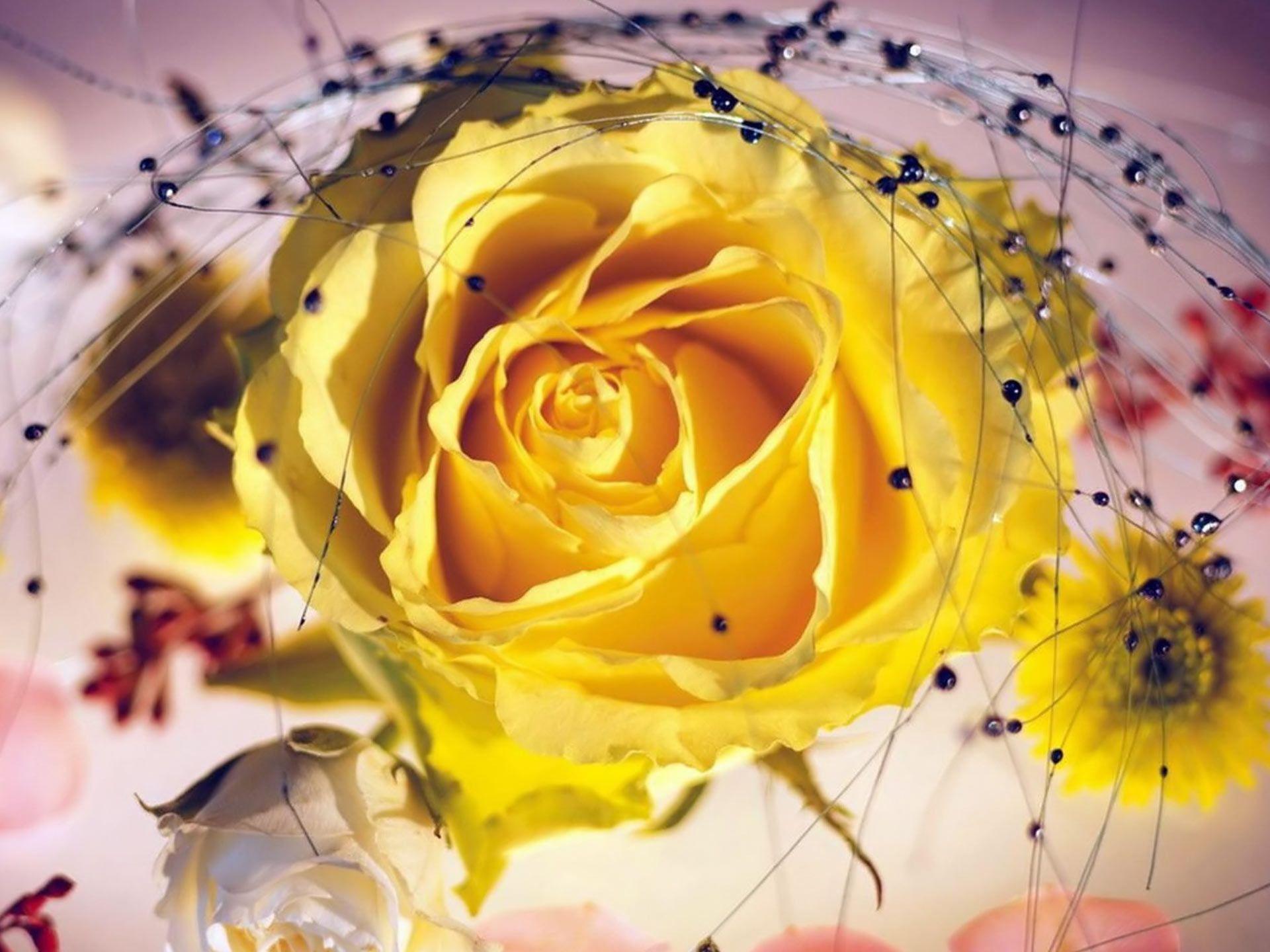 Desktop background // Animal Life // Flowers // Yellow roses
