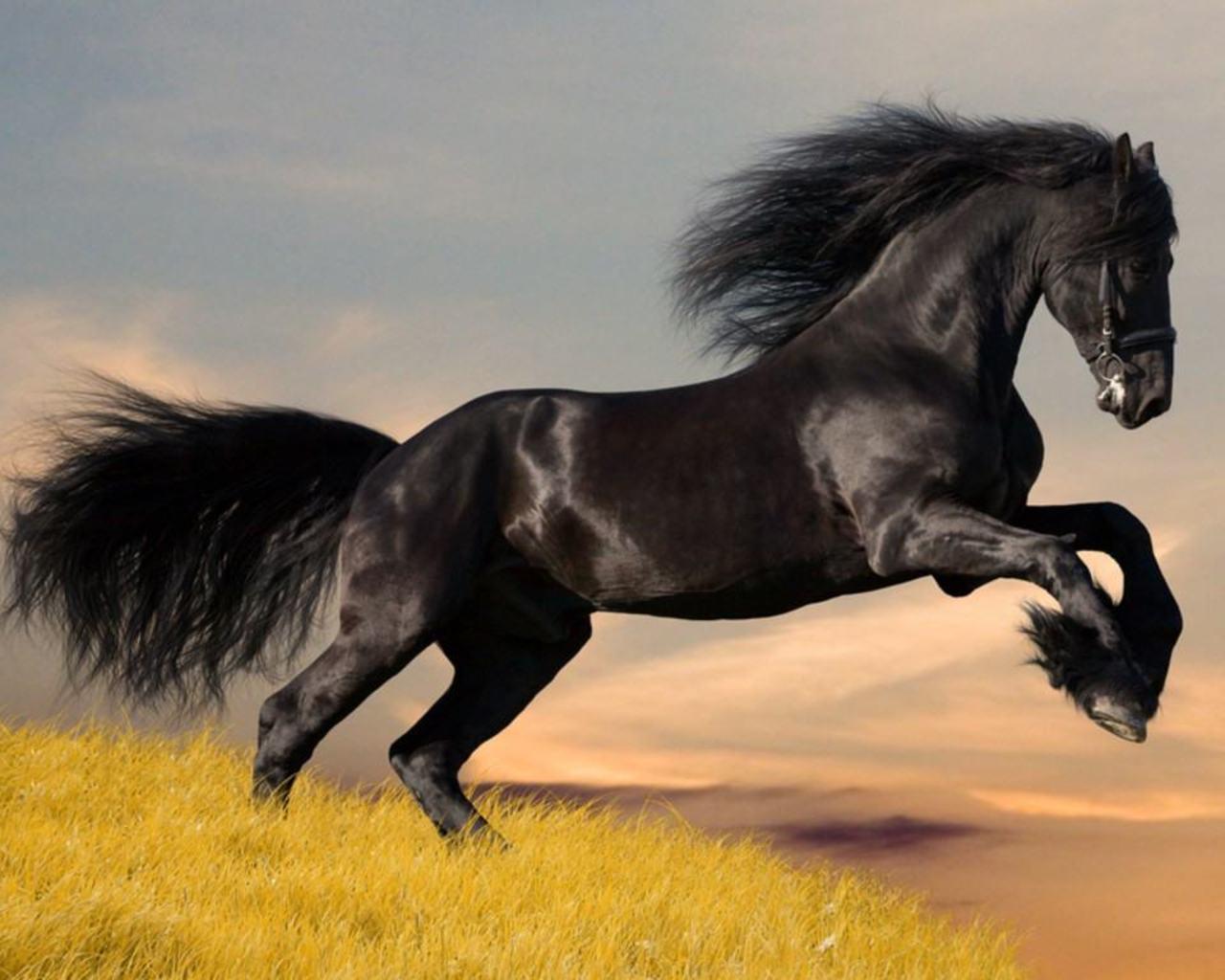 Desktop Wallpaper · Gallery · Animals · Arab horse. Free
