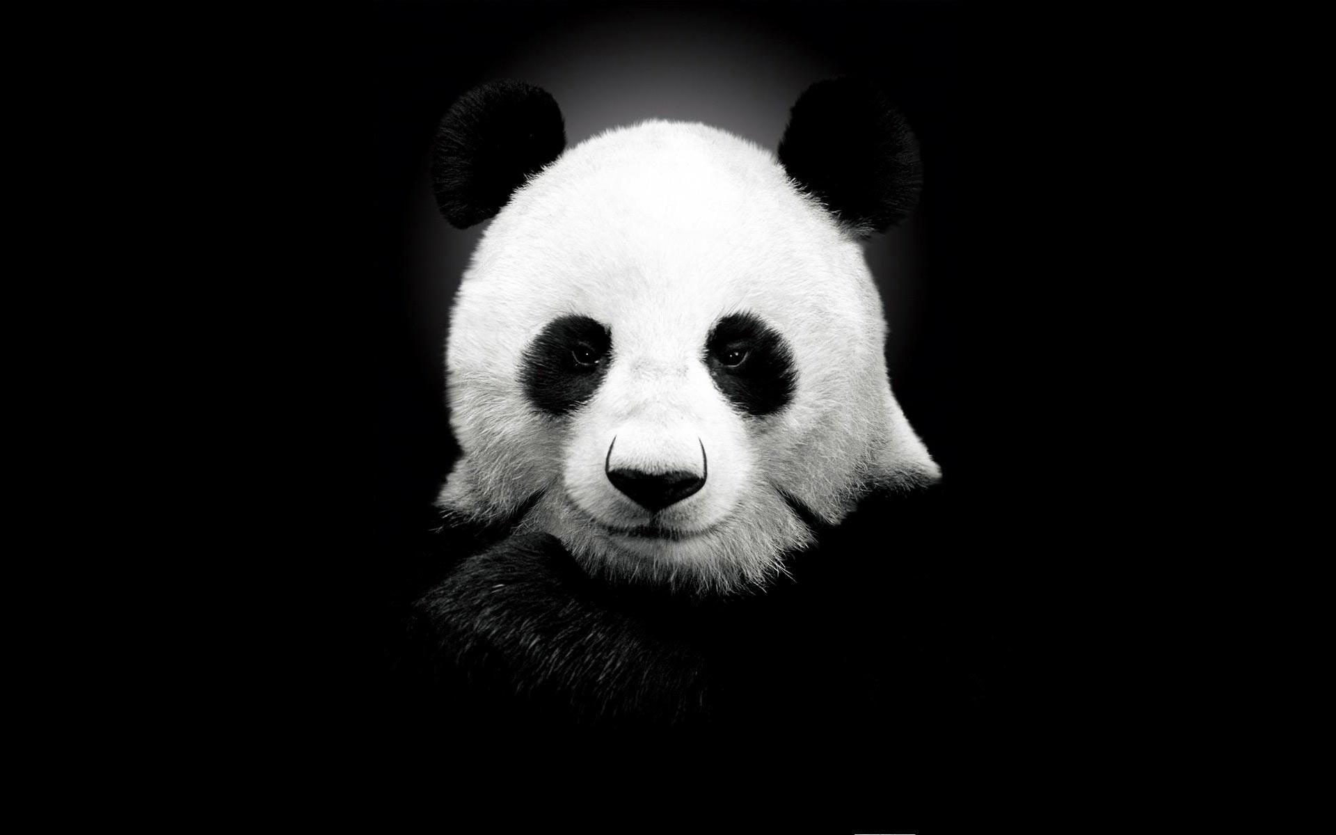 Desktop Wallpaper · Gallery · Animals · Cute panda. Free