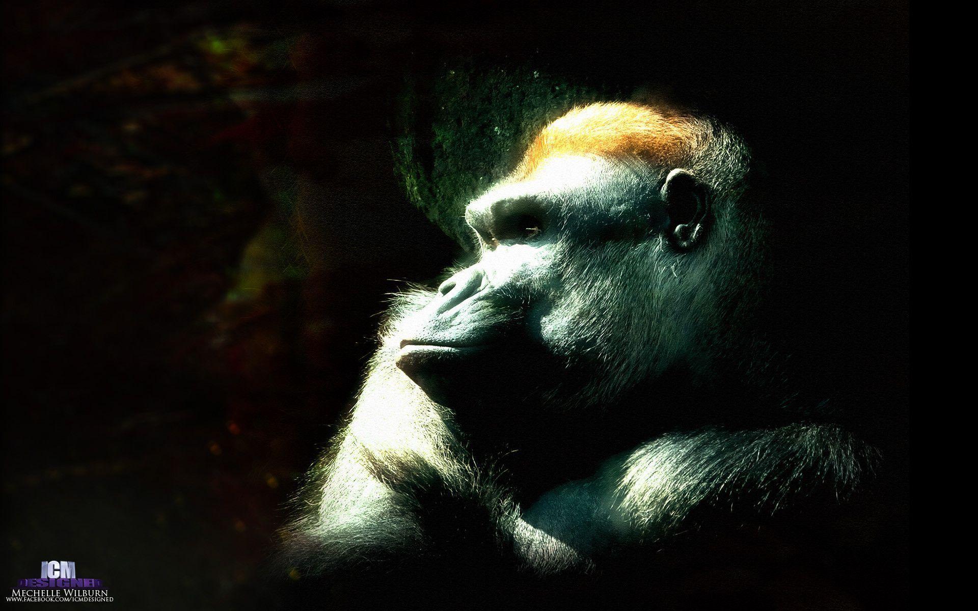 Anime ape photo / Wallpaper Animal 41509 high quality Background