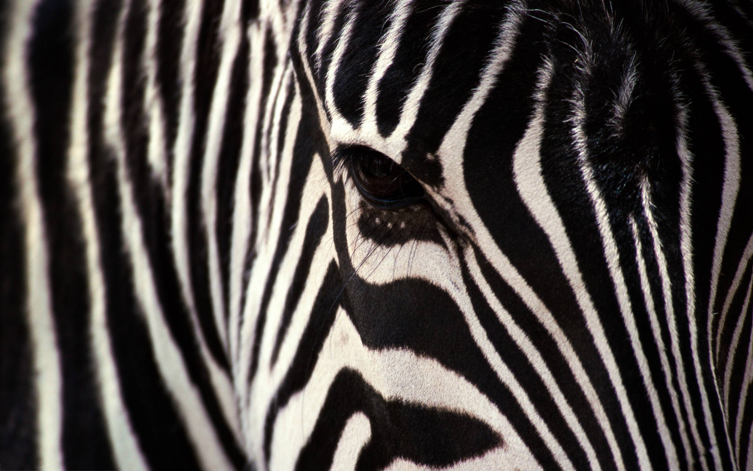 Zebra Wallpaper Picture Photo Image Background