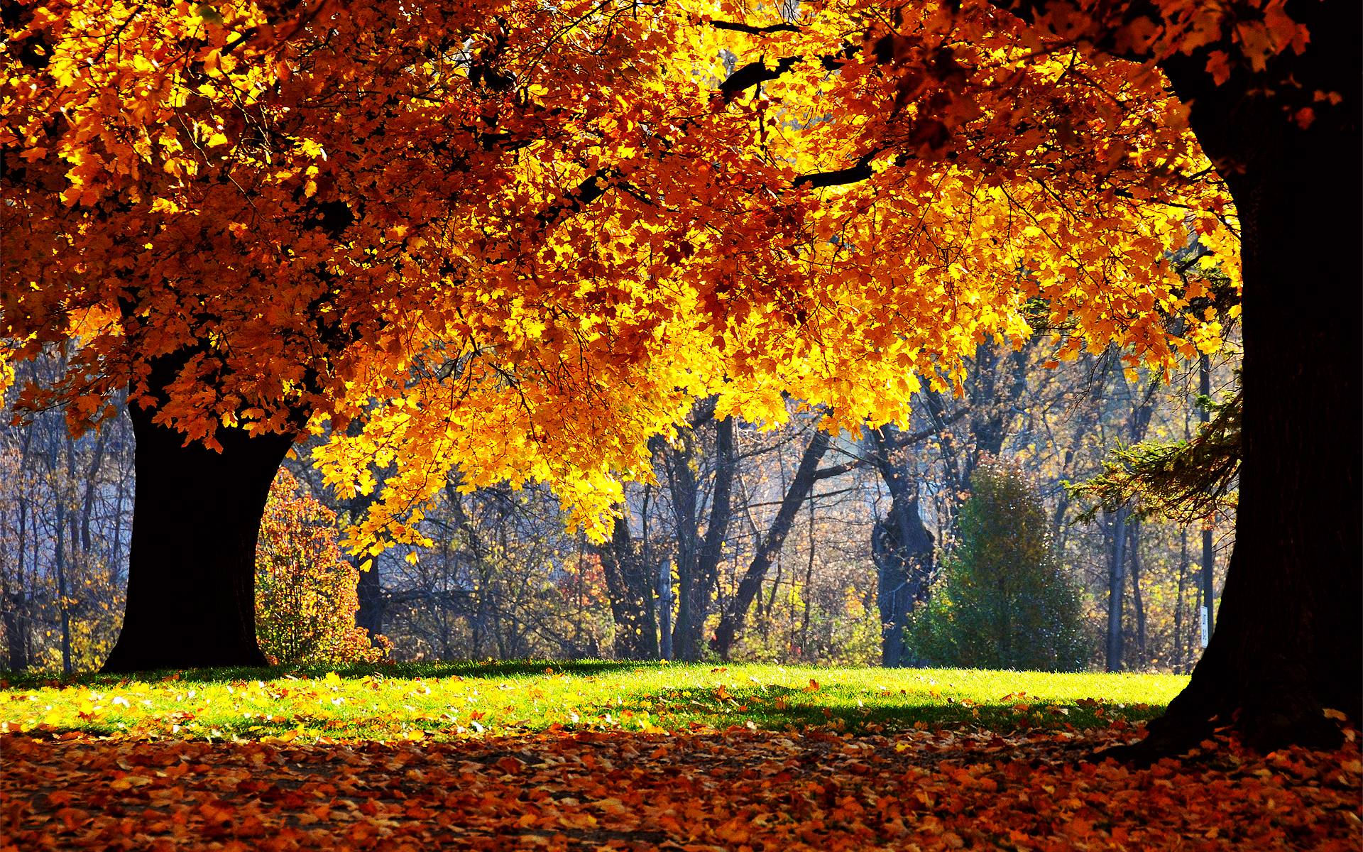 Natural Autumn Landscape HD Wallpaper Background
