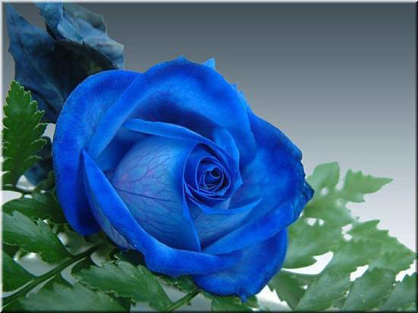 Flowers Blue Rose high quality background picture