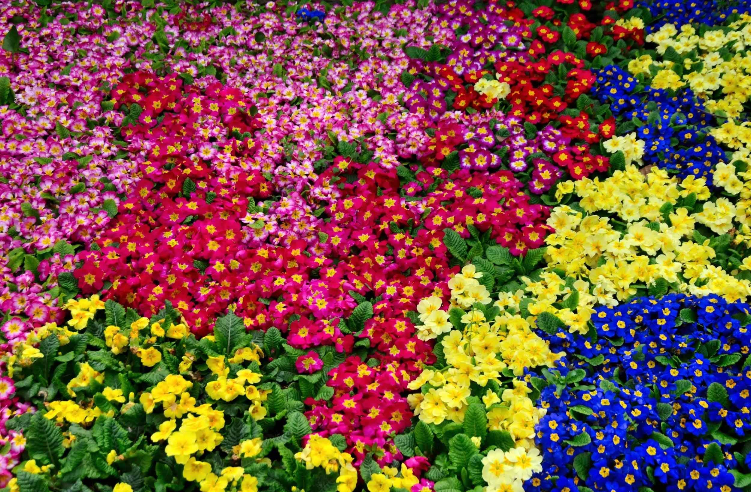Primrose Flowers Bright Wallpaper Wallpaper Inn