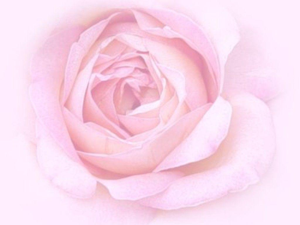 Wallpaper For > Light Pink Rose Background