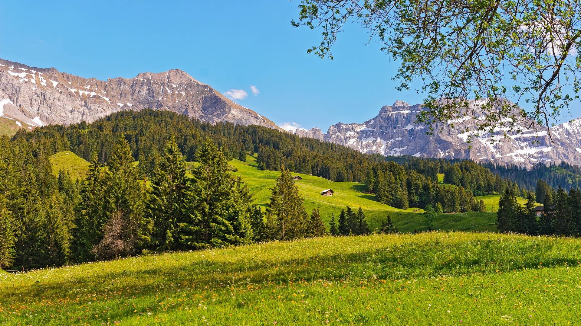 Summer Meadow Swiss Alps Wallpaper, iPhone Wallpaper, Facebook