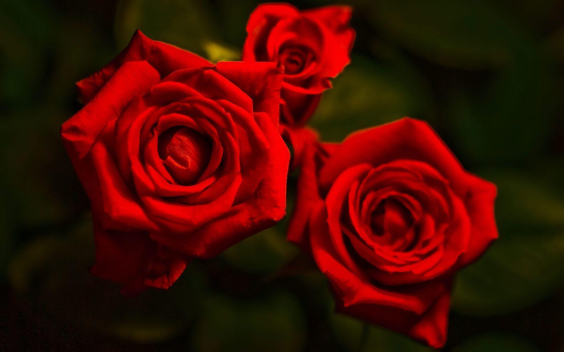 Three Red Rose Flowers HD Wallpaper Download Wallpaper