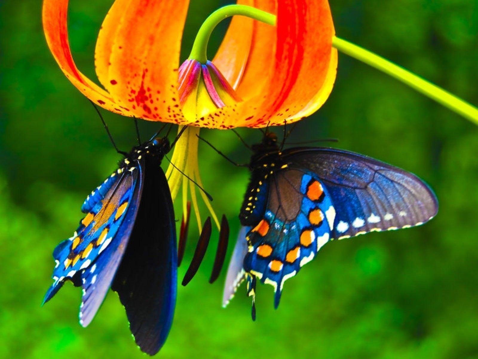 Butterfly on flower HD