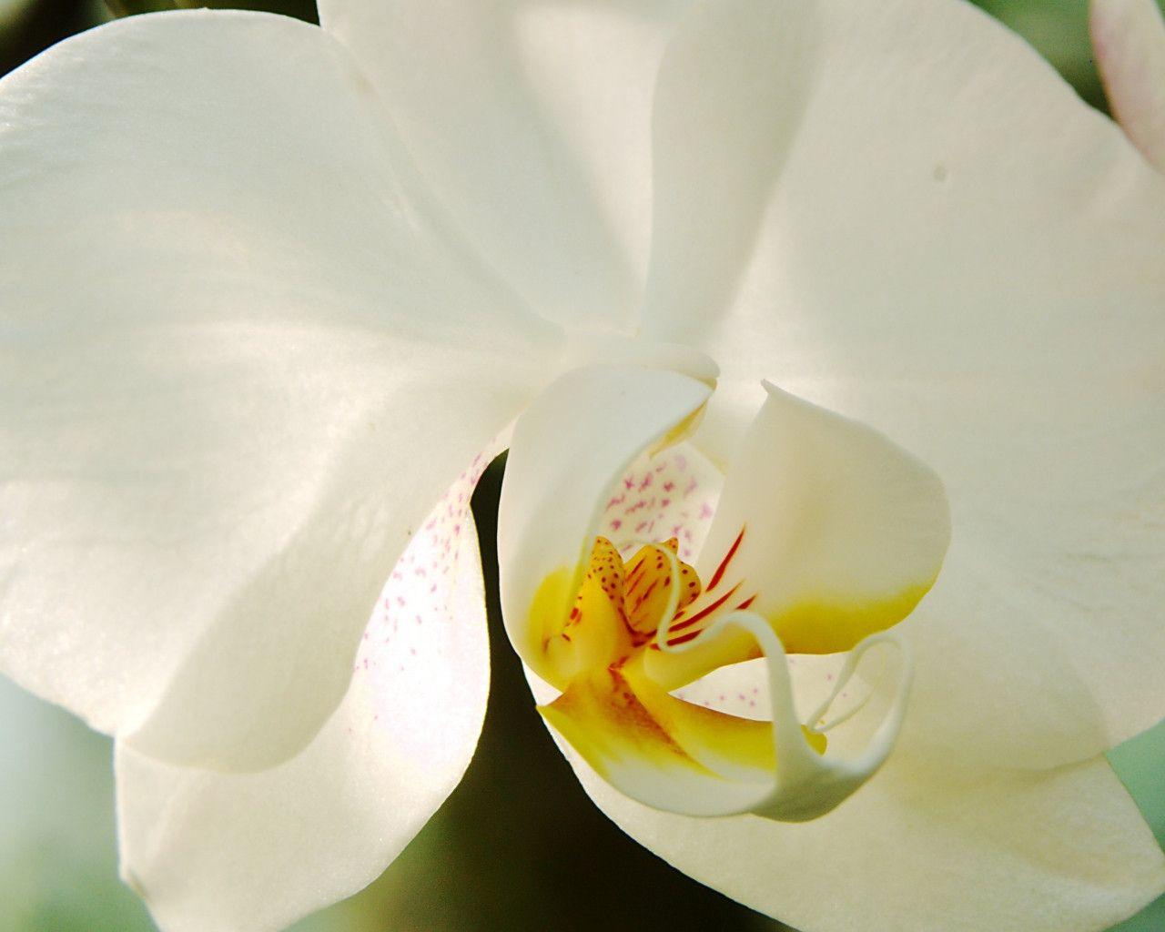 White Orchid HD Wallpaper