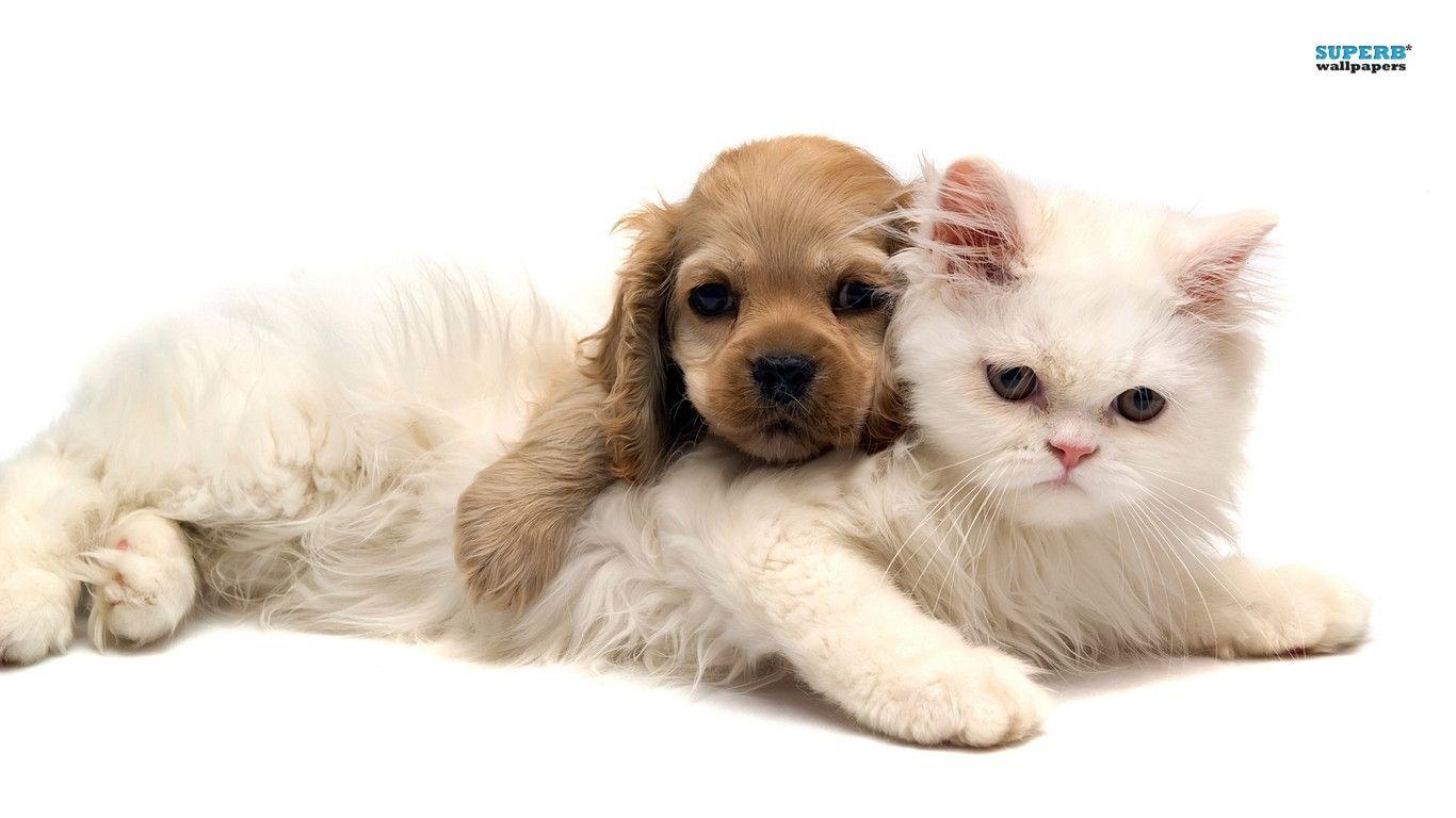 Wallpaper For > Kittens And Puppies Wallpaper