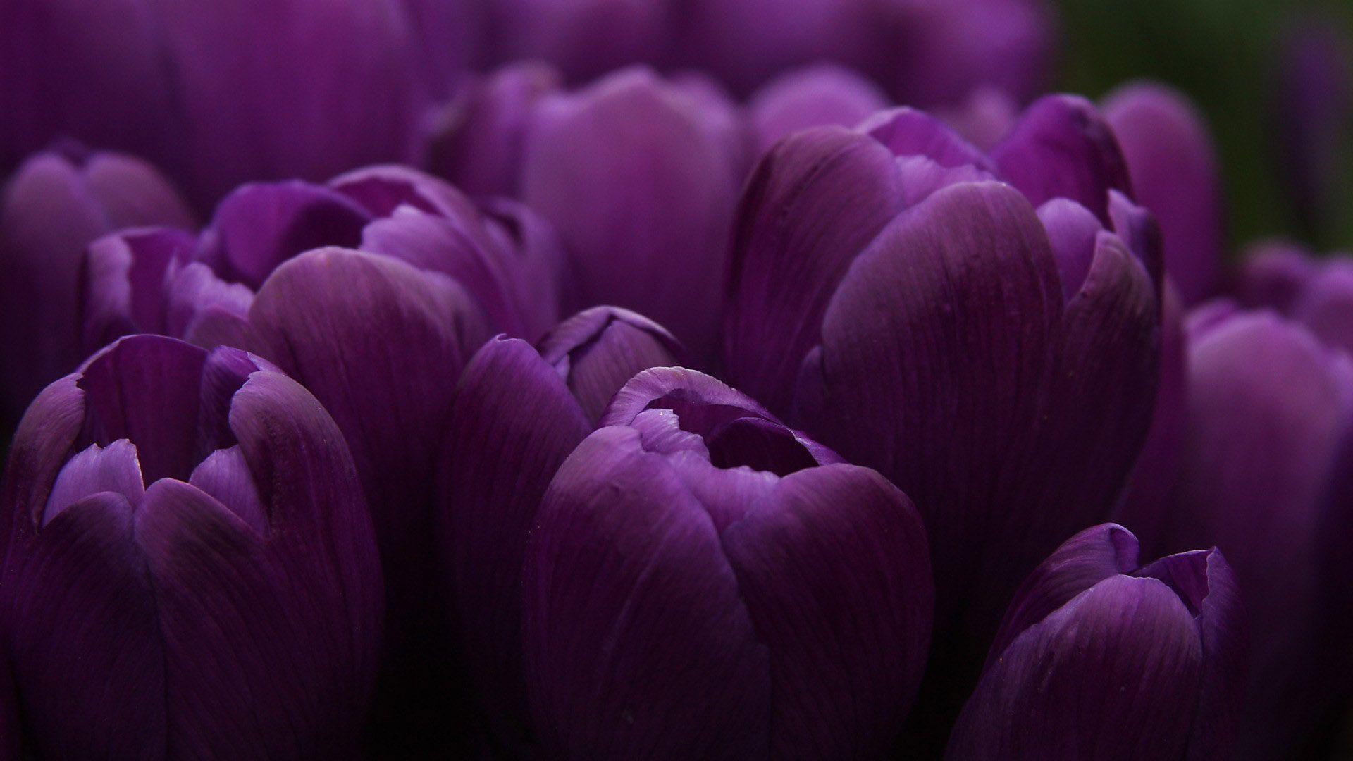 Purple Tulips wallpaper