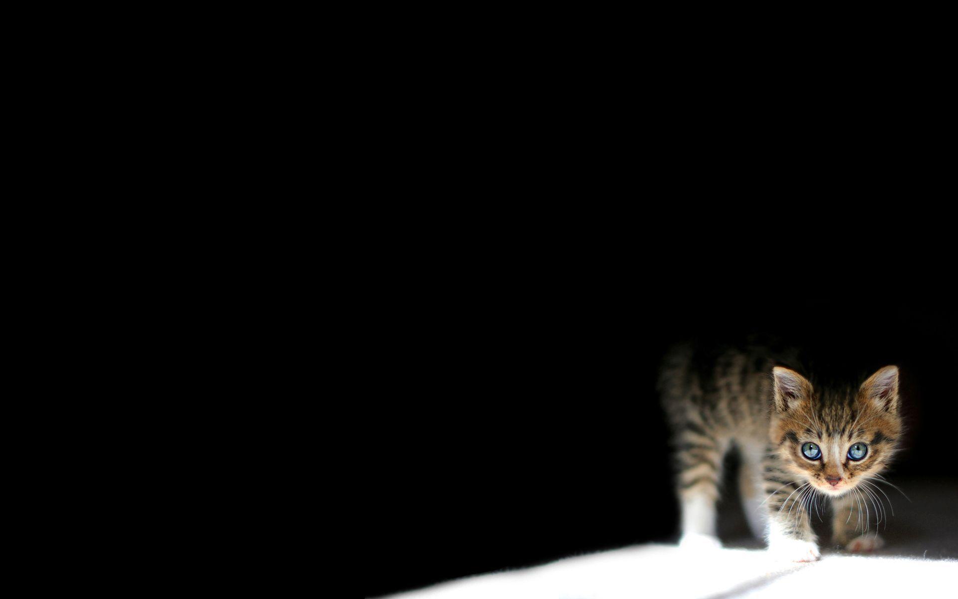 Cute cat Background Wallpaper Default resolution. Download Cute