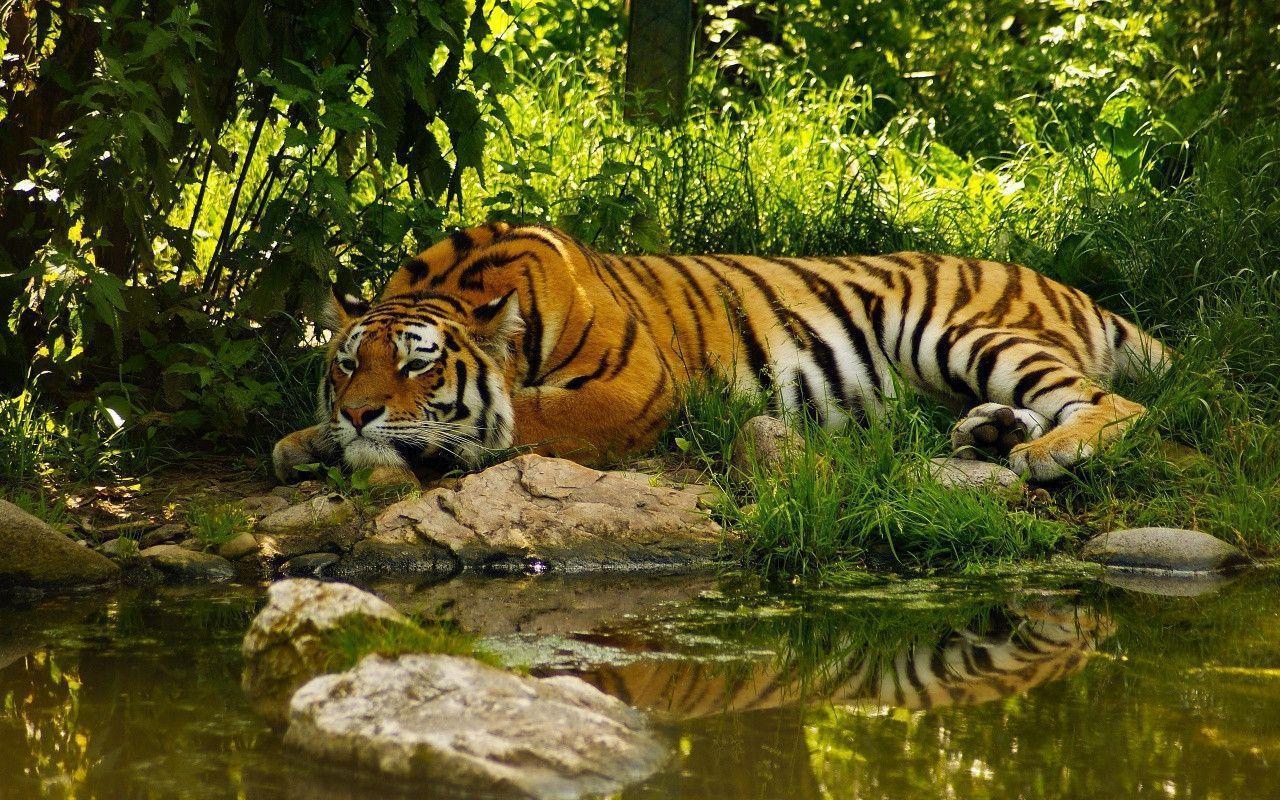 Tiger desktop wallpaper