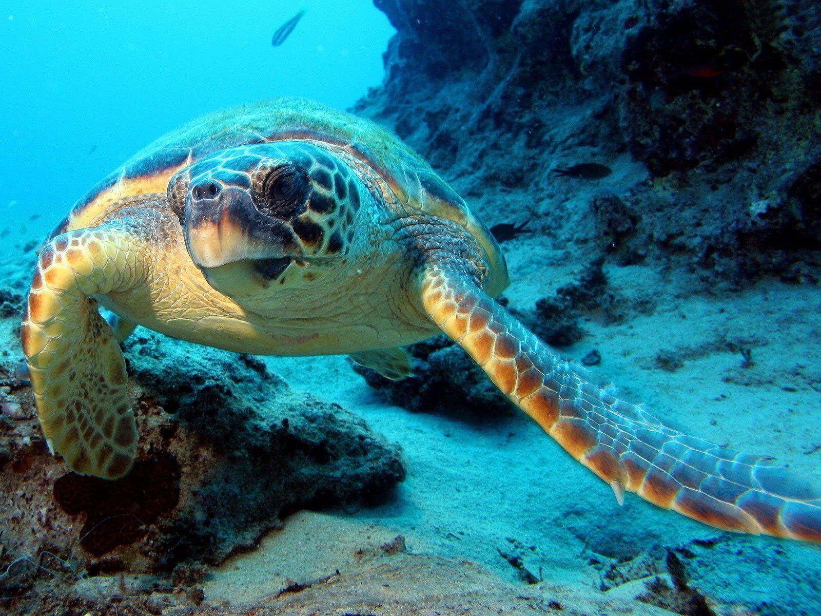 ocean underwater turtle wallpaper Car Picture
