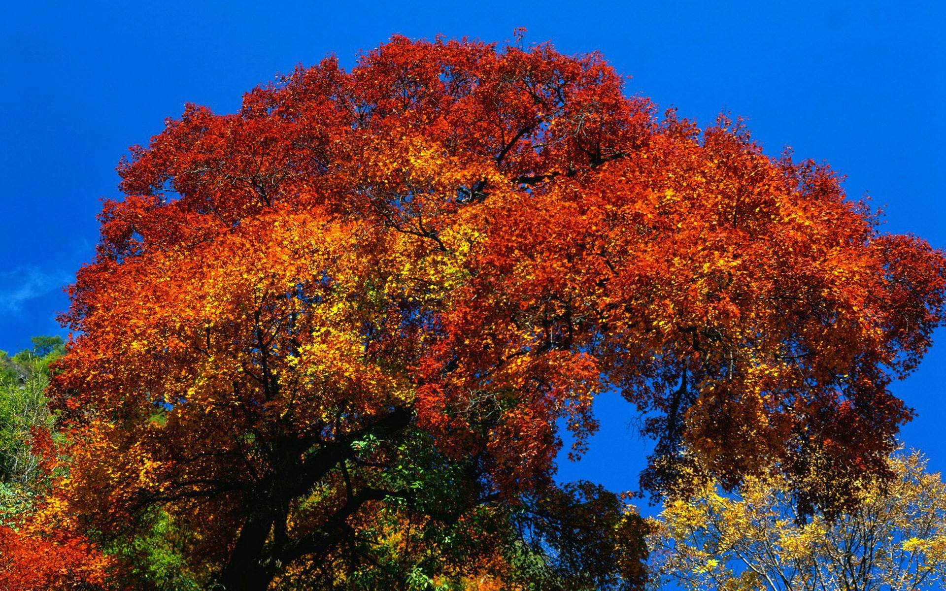 Colorful Fall Tree widescreen wallpaper. Wide