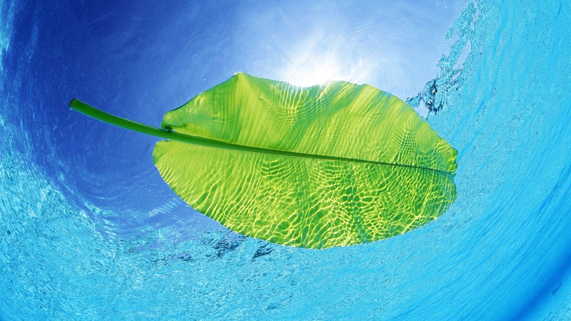 Green Leaf Under Water wallpaper. HD Wallpaper. Nature Wallpaper