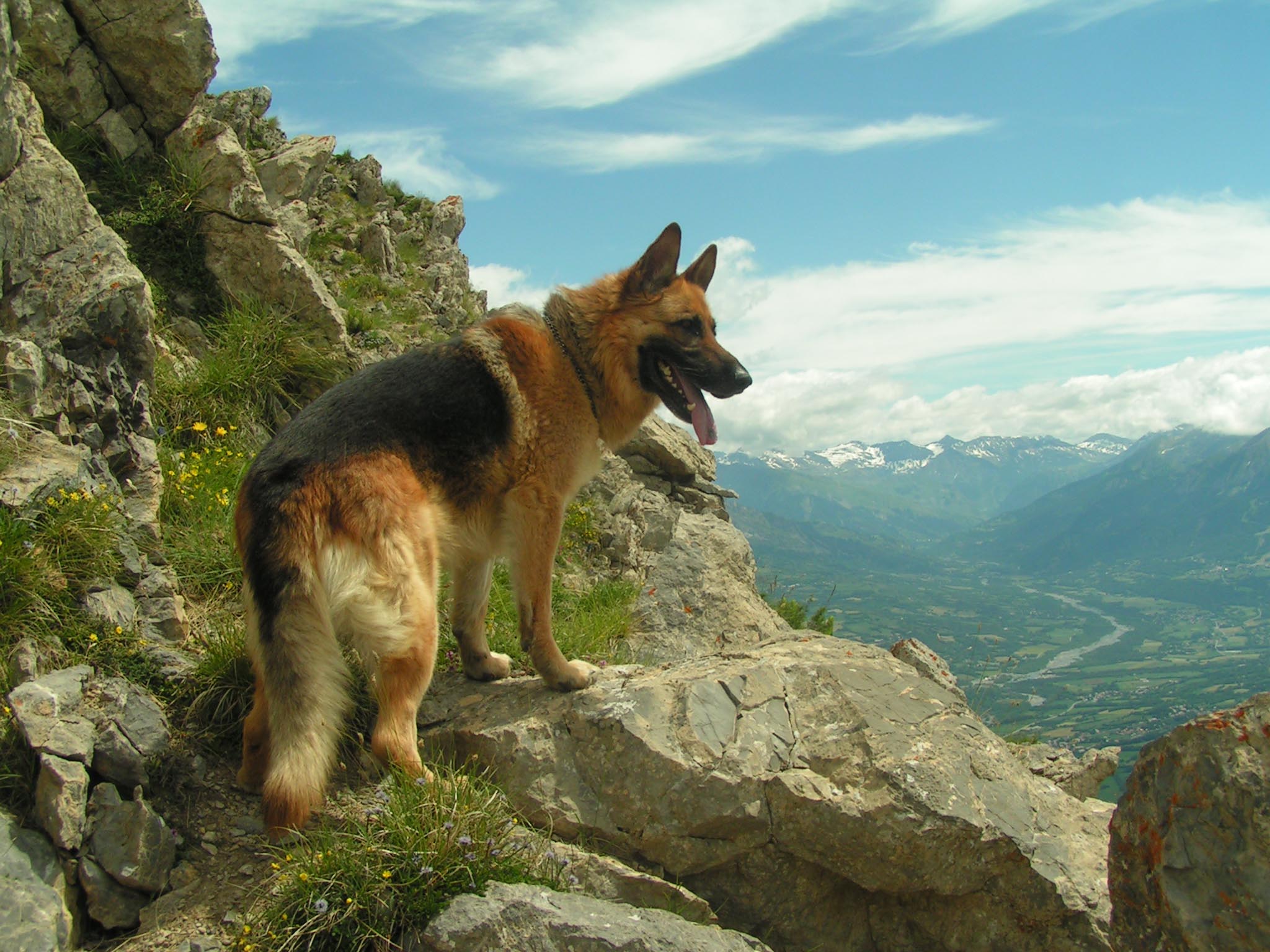 Download German Shepherd Dog Wallpaper Full Size